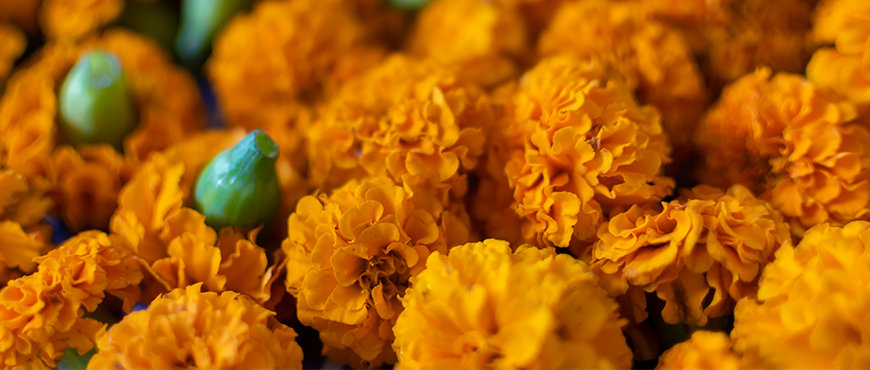 Fresh-Flowers Fresh-Flowers