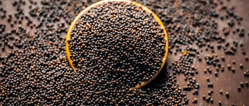 The Role of Organic Spices in Cooking Balancing & Enhancing Flavors 3 Black Mustard jpg